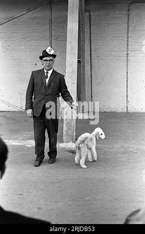 Années 1960 Earls court, Londres, Crufts Dog Show au parc des expositions Olympia. Un homme portant son numéro 1916 dans son bandeau montre un Bedlington Terrier. Earls court, Londres, Angleterre février 1968. HOMER SYKES. Banque D'Images