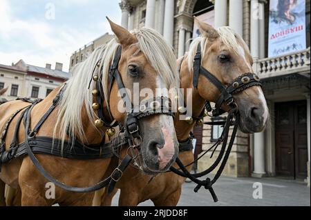 Lviv, Ukraine. 21 août 2023. LVIV, UKRAINE - 21 AOÛT 2023 - les chevaux qui ont été utilisés sur le plateau sont photographiés lors d'une représentation théâtrale organisée pour collecter des fonds pour la 68e brigade séparée Oleksa Dovbush dans le cadre de la promotion du film d'aventure Dovbush, Lviv, dans l'ouest de l'Ukraine. Le film réalisé par Oles Sanin parle du célèbre héros folklorique ukrainien du 18e siècle et leader de l'opryshky. La première aura lieu le jour de l'indépendance, le 24 août.NO USE RUSSIA. PAS D'UTILISATION BIÉLORUSSIE. (Photo par Ukrinform/NurPhoto) crédit : NurPhoto SRL/Alamy Live News Banque D'Images