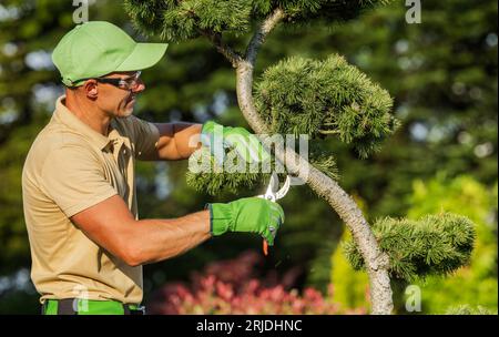 Jardinier caucasien professionnel dans ses années 40 Pruning Decorative Trees pendant l'entretien saisonnier Banque D'Images