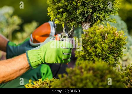 Photo de gros plan de la coupe saisonnière des arbres de jardin. Thème de l'industrie du jardinage. Banque D'Images