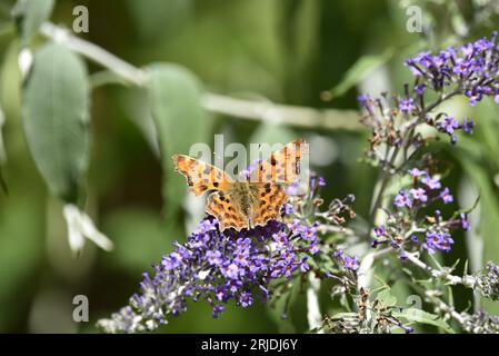 Comma Butterfly (Polygonia c-album) avec Wings Open, face au dessus de l'image, sur le dessus d'une plante Purple Buddleia, prise en août en Angleterre, Royaume-Uni Banque D'Images