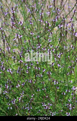 Vervain commun(Verbena officinalis) Banque D'Images