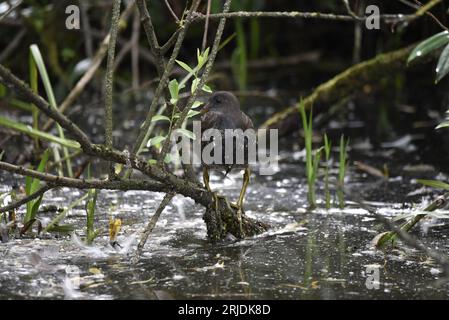 Image en face d'un jeune maure commun (Gallinula chloropus) debout sur une branche d'arbre au-dessus de l'eau, regardant à gauche de l'image, prise au Royaume-Uni, juillet Banque D'Images