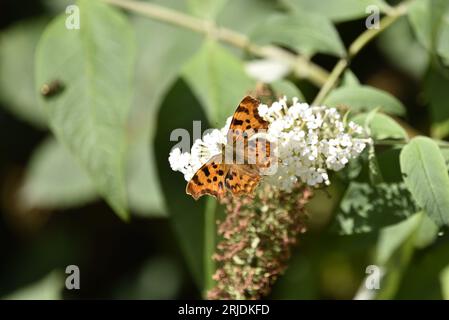 Image rapprochée d'un papillon de virgule (Polygonia c-album) d'Above, avec Wings Open, sur White Buddleia Flowers, prise au Royaume-Uni en juillet Banque D'Images