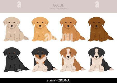 Gollie clipart. Golden retriever Collie mix. Ensemble de couleurs de manteau différentes. Illustration vectorielle Illustration de Vecteur