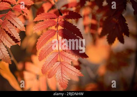 Feuilles d'arbre rowan rouge vif ensoleillées sur fond orange flou en gros plan. Or automne. Image de la nature locale. Détails de la nature. Beauté dans la nature. Horizont Banque D'Images