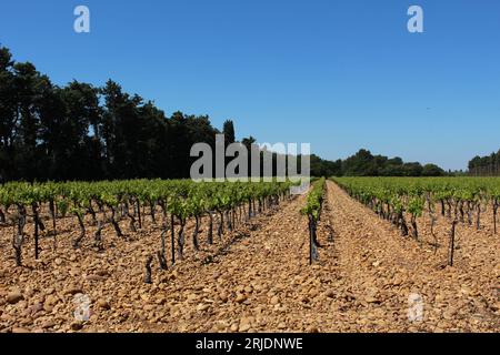 Rangées de vignes dans le soleil de l'après-midi avec copie ou espace texte. Concept de fond de vignoble en AOP (AOP) protégé Châteauneuf-de-gadagne France Banque D'Images