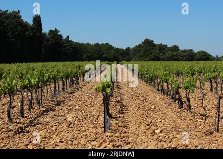 Rangées de vignes dans le soleil de l'après-midi avec copie ou espace texte. Concept de fond de vignoble en AOP (AOP) protégé Châteauneuf-de-gadagne France Banque D'Images