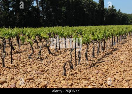 Rangées de vignes dans le soleil de l'après-midi sur un sol de galets avec hedgerow derrière. Vignoble en France concept de surproduction (Châteauneuf-de-gadagne) Banque D'Images
