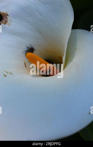 Zantedeschia ou calla lys blanc avec insecte à l'intérieur Banque D'Images