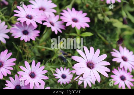 Bright Lights Daisybushs alias marguerites africaines (Osteospermum) Bush fraîchement fleuri au printemps Banque D'Images