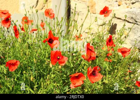 Coquelicot rouge dans une rue de Châteauneuf-de-gadagne au printemps. Les coquelicots fleurissent au printemps dans les campagnes du sud de la France Banque D'Images