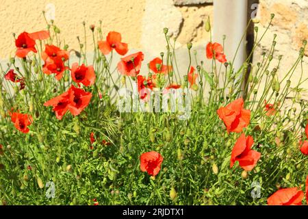 Buisson de coquelicots rouges gorgeant sur le bord de la route à Châteauneuf-de-gadagne au printemps. Les coquelicots fleurissent au printemps dans le sud rural de la France, Provence Banque D'Images