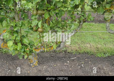 Gros plan d'un arbre de poirier de conférence formé Pyrus communis vu en été avec des feuilles vertes et des fruits de poire.. Banque D'Images
