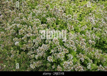 Gros plan des fleurs rose clair et des petites feuilles vertes de l'herbe de jardin vivace origanum vulgare aureum origan doré. Banque D'Images