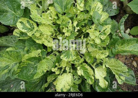 Gros plan de la plante végétale comestible à feuilles bisannuelles avec des feuilles vertes panachées Barbarea verna ou Cresson terrestre américain. Banque D'Images