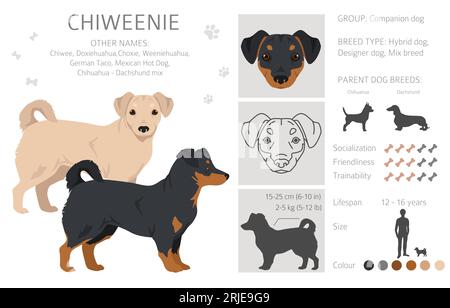 Chiweenie clipart. Chihuahua Teckel mix. Ensemble de couleurs de manteau différentes. Illustration vectorielle Illustration de Vecteur