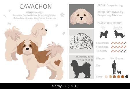 Clipart de Cavachon. Cavalier King Charles Spaniel Bichon Frise mix. Ensemble de couleurs de manteau différentes. Illustration vectorielle Illustration de Vecteur