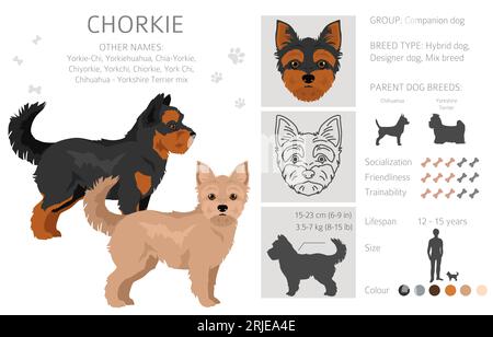 Chorkie clipart. Chihuahua Yorkshire terrier mix. Ensemble de couleurs de manteau différentes. Illustration vectorielle Illustration de Vecteur