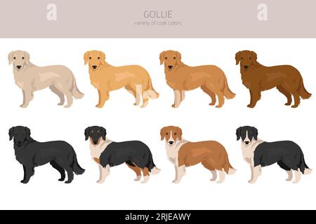 Gollie clipart. Golden retriever Collie mix. Ensemble de couleurs de manteau différentes. Illustration vectorielle Illustration de Vecteur