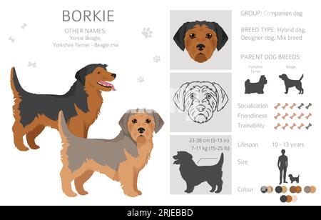 Borkie clipart. Mélange Beagle Yorkshire terrier. Ensemble de couleurs de manteau différentes. Illustration vectorielle Illustration de Vecteur