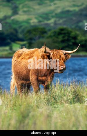 Vache des Highlands debout près d'un lac à Argyll et Bute, Écosse, Royaume-Uni Banque D'Images