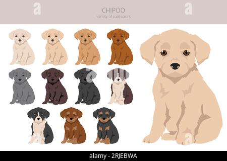Chipoo clipart. Mélange Chihuahua pour caniche. Ensemble de couleurs de manteau différentes. Illustration vectorielle Illustration de Vecteur