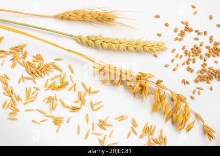 Pointes de blé et grain de blé. Épis d'avoine et grains d'avoine. Vue de dessus. Fond blanc Banque D'Images