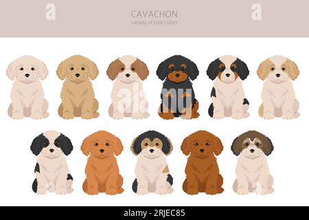 Clipart de Cavachon. Cavalier King Charles Spaniel Bichon Frise mix. Ensemble de couleurs de manteau différentes. Illustration vectorielle Illustration de Vecteur