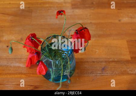 Vase bleu de coquelicots rouges fanés et mourants sur un fond en bois avec copie ou espace texte Banque D'Images