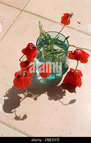 Fleurs de coquelicot sauvages rouges fanées dans un vase bleu sarcelle scintillant à l'extérieur projetant une ombre sur des carreaux de patio beiges - concept de bouquet tombant, fleurs fanées Banque D'Images