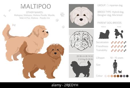 Maltipoo clipart. Mélange de caniche maltais. Ensemble de couleurs de manteau différentes. Illustration vectorielle Illustration de Vecteur