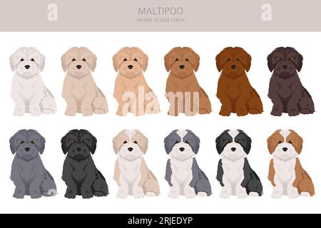 Maltipoo clipart. Mélange de caniche maltais. Ensemble de couleurs de manteau différentes. Illustration vectorielle Illustration de Vecteur