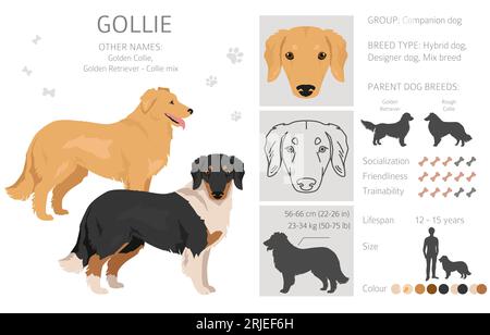 Gollie clipart. Golden retriever Collie mix. Ensemble de couleurs de manteau différentes. Illustration vectorielle Illustration de Vecteur