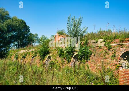 Ruines envahies de l'usine de briques Rusthoven près d'Appingedam, province de Groningen, aux pays-Bas, aujourd'hui un lieu de perche important pour les chauves-souris Banque D'Images