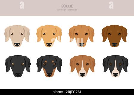 Gollie clipart. Golden retriever Collie mix. Ensemble de couleurs de manteau différentes. Illustration vectorielle Illustration de Vecteur