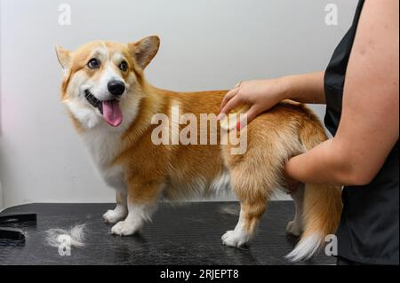 Une toiletteuse femelle peigne les poils d'un jeune chien gallois corgi pembroke. Banque D'Images