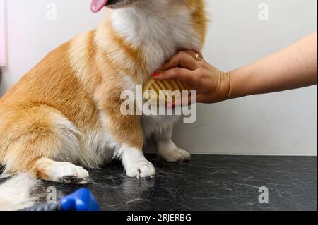 Une toiletteuse femelle peigne les poils d'un jeune chien gallois corgi pembroke. Banque D'Images