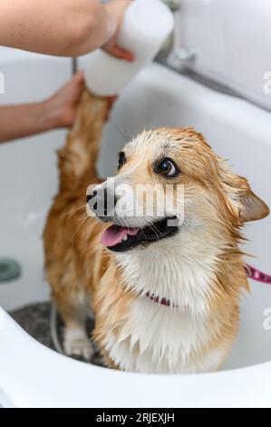 Toilettage laver soigneusement le chien drôle welsh corgi pembroke dans le bain avant la procédure de toilettage. Les mains féminines appliquent le shampooing au chien. Banque D'Images