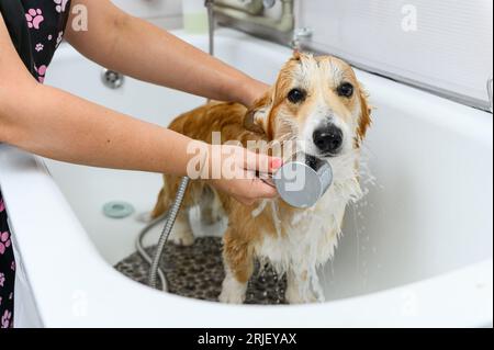 Toilettage laver soigneusement le chien drôle welsh corgi pembroke dans le bain avant la procédure de toilettage Banque D'Images