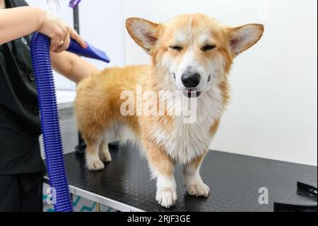 Gros plan de la toilettage femelle sèche Welsh Corgi Pembroke fourrure de chien avec un sèche-cheveux après lavage dans le salon d'esthéticienne. Banque D'Images