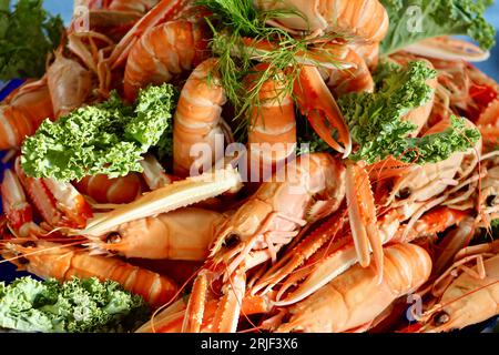 Langoustines cuites, Nephrops norvegicus, aussi appelées langoustines de Norvège (havskräfta en suédois) prêtes à manger à table en Suède. Banque D'Images