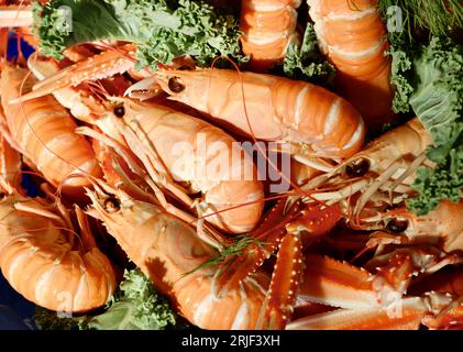 Langoustines cuites, Nephrops norvegicus, aussi appelées langoustines de Norvège (havskräfta en suédois) prêtes à manger à table en Suède. Banque D'Images