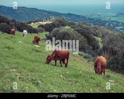 Troupeau de vaches brunes paissant sur un champ herbeux vert près des arbres dans la campagne vallonnée de Minorque contre vue sur la pente de colline couverte de forêt Banque D'Images