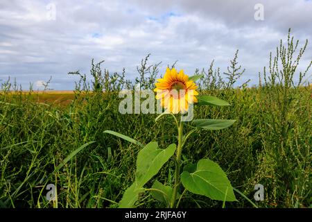 un tournesol solitaire fleurit dans les dunes de sable herbeuses basses sur la plage de st annes à marée basse avec de l'herbe marécageuse et une plage de sable derrière Banque D'Images