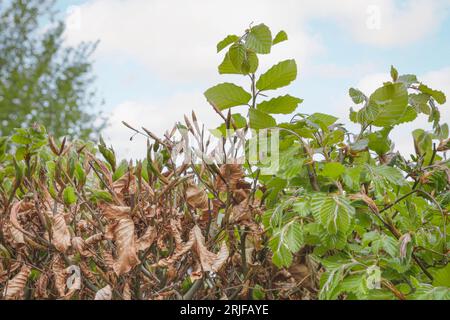 Fagus sylvatica - changement printanier de nouvelles feuilles vertes en avril et mai. focalisation sélectionnée sur la texture des vieilles feuilles Banque D'Images