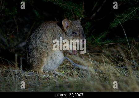 Woylie ou Bettong à queue de pinceau - Bettongia penicillata petit mammifère gerbil en danger critique indigène des forêts et des srubland de l'Australie, ra Banque D'Images