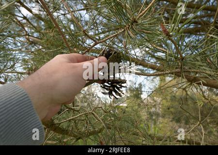 Collection de cônes de sapin pour divers métiers. Cône de sapin, main. Gros plan Banque D'Images