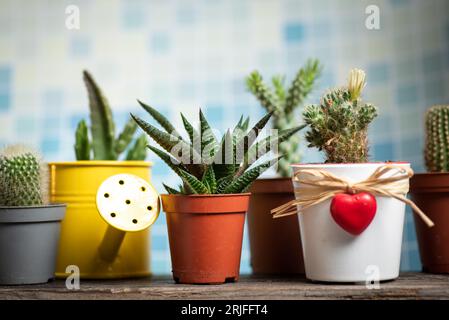 Un ensemble de petites succulentes dans des pots en plastique sur une base en bois avec un fond blanc-bleu vue de face. Banque D'Images