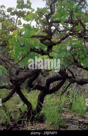 Petit arbre contorgé dans le biome de savane (cerrado), hauts plateaux brésiliens, État de Goiás, Brésil. Le cerrado est un haut lieu de la biodiversité. Chamaecrista orbiculata (Fabaceae) Banque D'Images